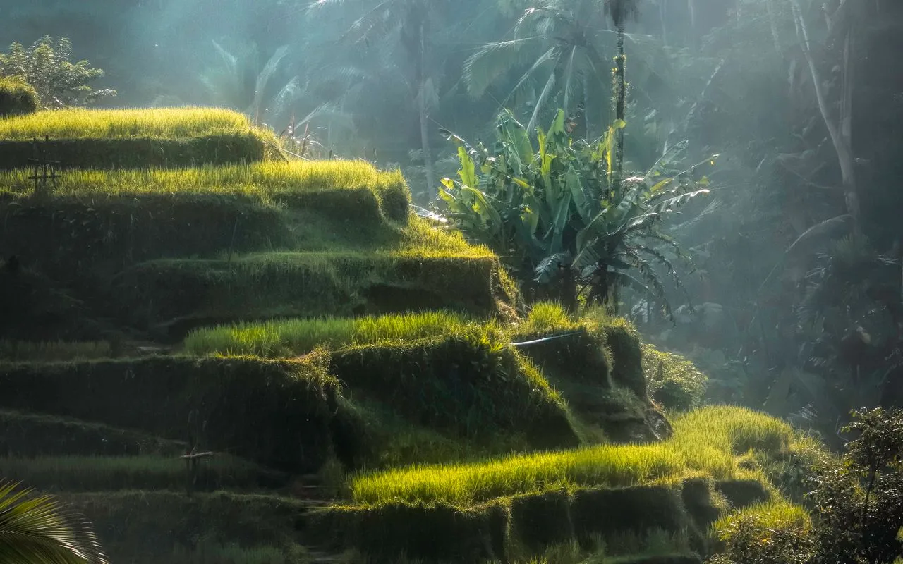 Sawah Tegallalang Ubud (2026): Yang Perlu Diketahui